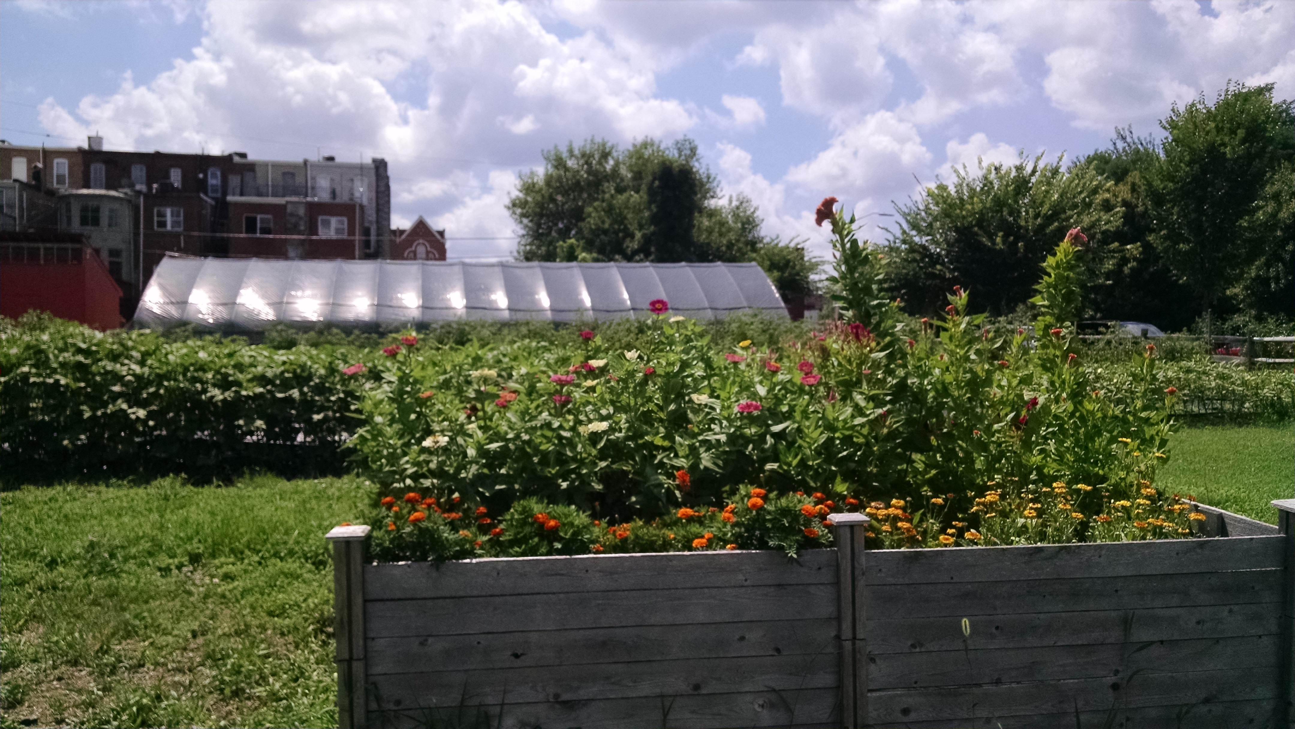 Photo of an urban farm showing different growing methods: a raised bed, an in-ground field, and a high tunnel.